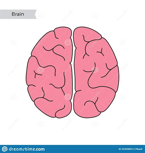 Vektor Abbildung Der Anatomie Des Menschlichen Gehirns Vektor Abbildung