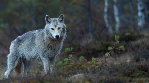 Greifen Wölfe Menschen an? Fakten und Mythen