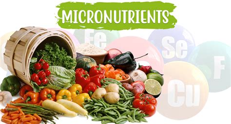 Micronutrients For A Healthy You Steadfast Nutrition