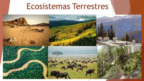 Ecosistema Terrestre Definici N Caracter Sticas Tipos Y Ejemplos