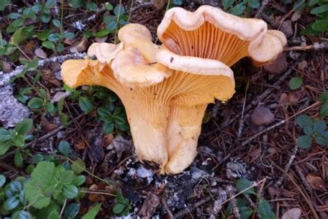 Mushroom Expert To Share Magic Of Edible Fungi