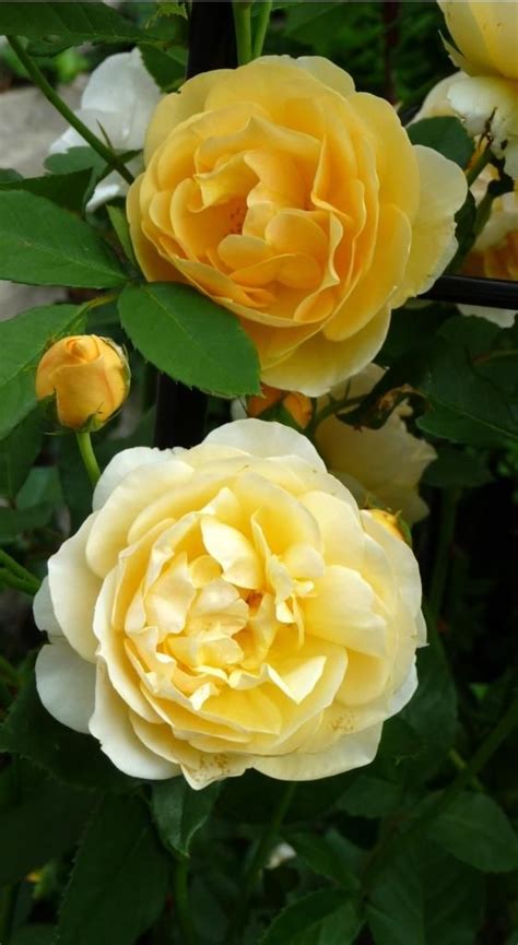 Graham Thomas Rose A Gorgeous David Austin Rose Old Fashioned Rose