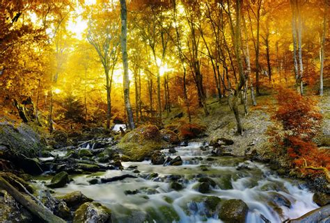 Download Fall Stone Sunshine Forest Nature Stream Hd Wallpaper