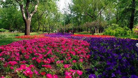 Stunning Flower Landscape Wallpaper 1366x768 7561