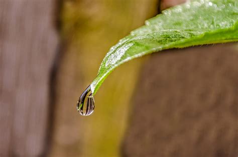 Water Drop On The Leaf Free Stock Photo Public Domain Pictures