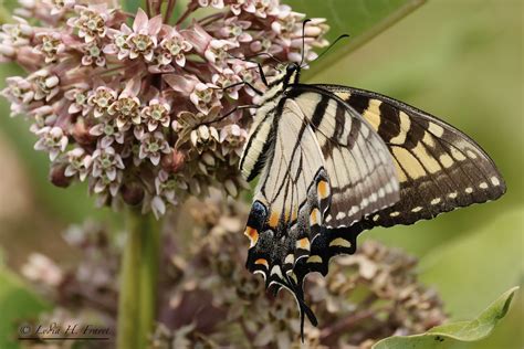 Eastern Tiger Swallowtail Pterourus Glaucus Syn Papilio Flickr