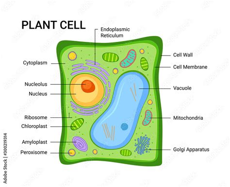 Illustration Of The Plant Cell Anatomy Structure Vector Infographic