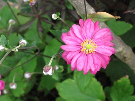 Anemone Hupehensis Pretty Lady Julia Pflanzen Kaufen Online