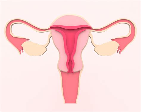 Fallopian Tubes And Fertility New Hope Fertility Center