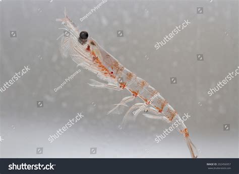 Antarctic Krill In The Water Column Of The Southern Ocean Off The Coast