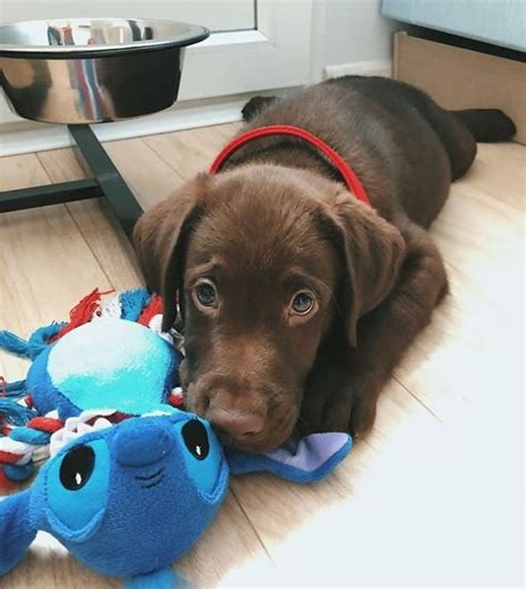 Our favorite chocolate lab names 120 Female Chocolate Lab Names (с изображениями)