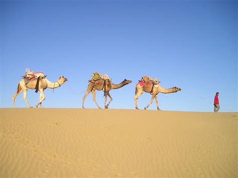 Fotos De Camellos Las Mejores Imágenes De Este Año