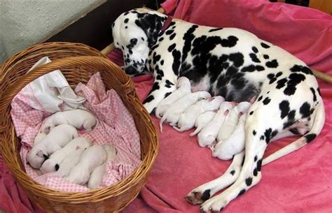 You can put him facedown on your lap, or on your arm with his. Beautiful Newborn Young Puppies of Dalmatian Dog