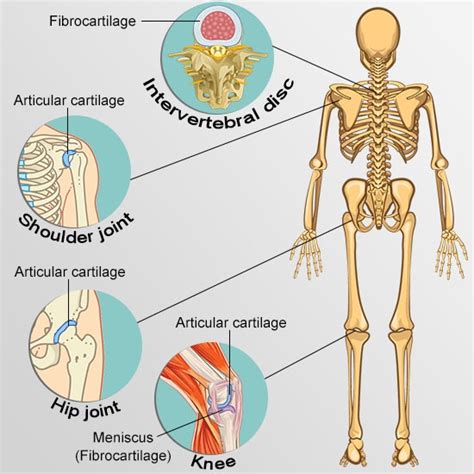 Your Guide To Understanding The Types Of Cartilage In The Human Body