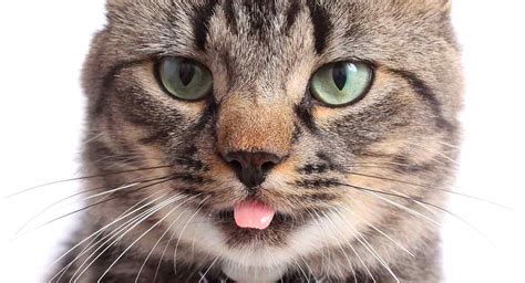Cat Keeps Licking Lips And Sticking Tongue Out