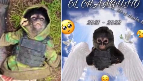 Pet Monkey Sporting Bulletproof Vest Goes Viral After Being Killed In