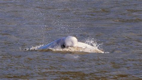 Beluga Whales In Cook Inlet Alaska Youtube