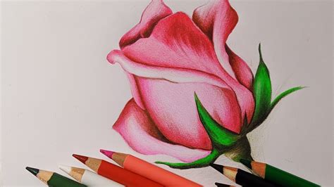 Como Dibujar Una Rosa Todos Los Como Como Dibujar Rosas Dibujos De My