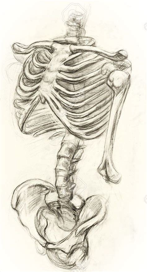 33 Pencil Drawing Skeleton Ideas Skeleton In 2020 Skeleton Drawings