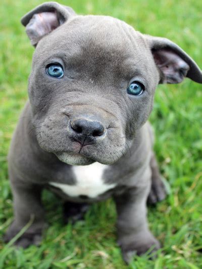 In fact, pitbull puppies are usually born with blue eyes. Blue Pitbull Puppies For Sale - Blue Nose Pitbull Breeders - Blue Pitbulls For Sale