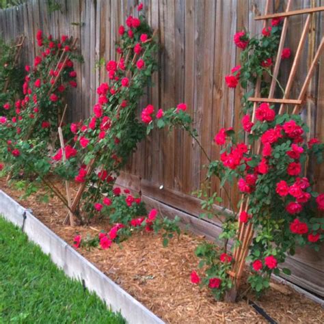 Blazing Roses Climbing On A Private Fence Landscaping Along Fence