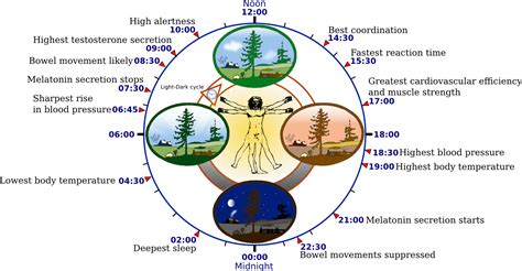 A Detailed Guide On Biological Clock Of Human Body Wakefit