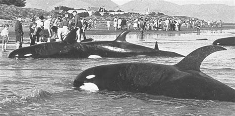 Unlocking The Secrets Of The Type D Killer Whale Aga Blog
