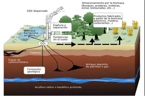 Ciclo Del Carbono Que Es Caracteristicas Fases Importancia Images
