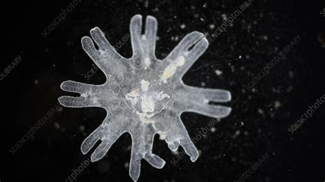 Ephyra Larva Of Moon Jellyfish Microscopy Stock Video Clip K011