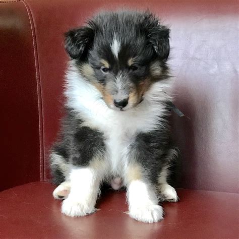 Healthy Sheltie Puppies For Sale In Delaware