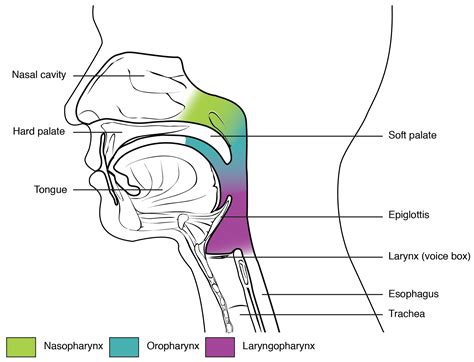 Module Pharynx And Larynx Nasal Cavity And Smell Anatomy