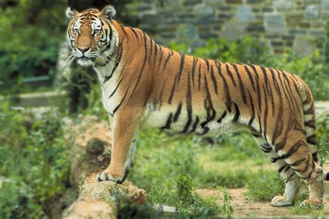 Free Images Bengal Tiger Tiger Standing