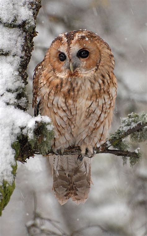 Tawny Owl Owl Species Owl Photography Tawny Owl