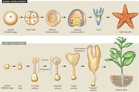 Embryo Introduction Of Mammalian Embryonic Development