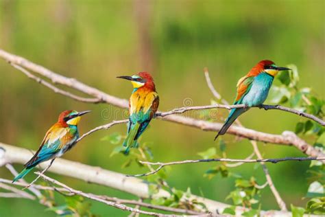 Colorful Spring Birds Sit On Branches Stock Photo Image Of Season