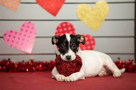 Valentine Day Puppies Cute Animal Valentines Wallpapers Wallpaper