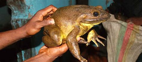 The Goliath Frog Critter Science