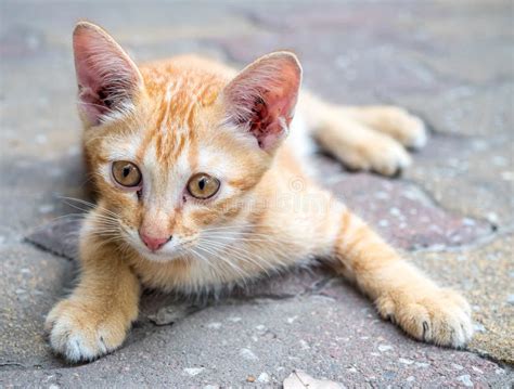 Cute Brown Kitten On Floor Stock Image Image Of Feline 78999999