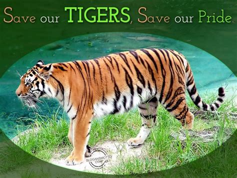International Tiger Day 2019 History Significance Theme Slogan