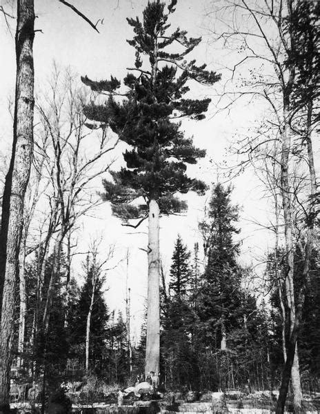 Worlds Largest White Pine Tree Photograph Wisconsin Historical Society