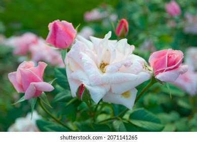 100 Park Of Roses Columbus Ohio Images Stock Photos Vectors