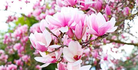 Growing Magnolias Detailed Planting And Care Guide