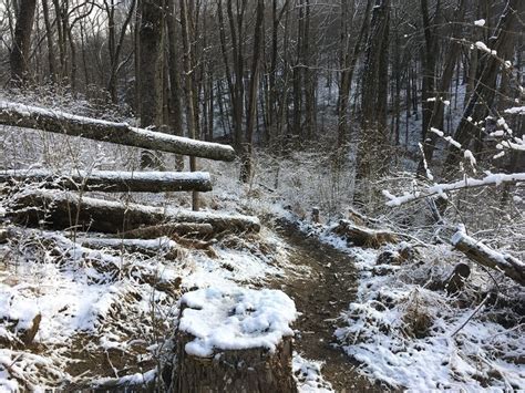 Cleared Trees On The Beechwood Trail