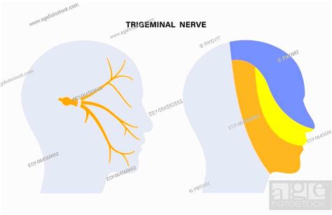 Trigeminal Nerve Diagram Ganglion Ophthalmic Mandibular And