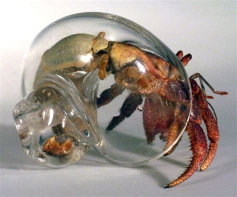 Pin By Emily Arnold On Hermit Crab Pictures Hermit Crab Hermit Crab Habitat Hermit Crab Shells