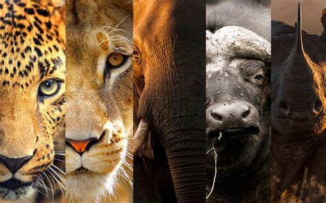 The Untold Story Of Africas Big Five Kenya Geographic