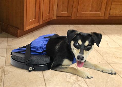 The Walkin Scooter Pet Mobility Aid Dog Wheelchair Alternative Dog