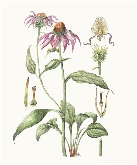 Echinacea Purpurea By Barbara Clemence Botanical Illustration Poppy
