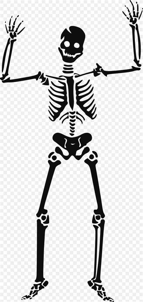 Human Skeleton Clip Art Png 1514x3200px Skeleton Animation Art