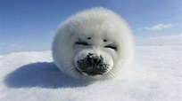 Baby Seal Wallpapers - Wallpaper Cave